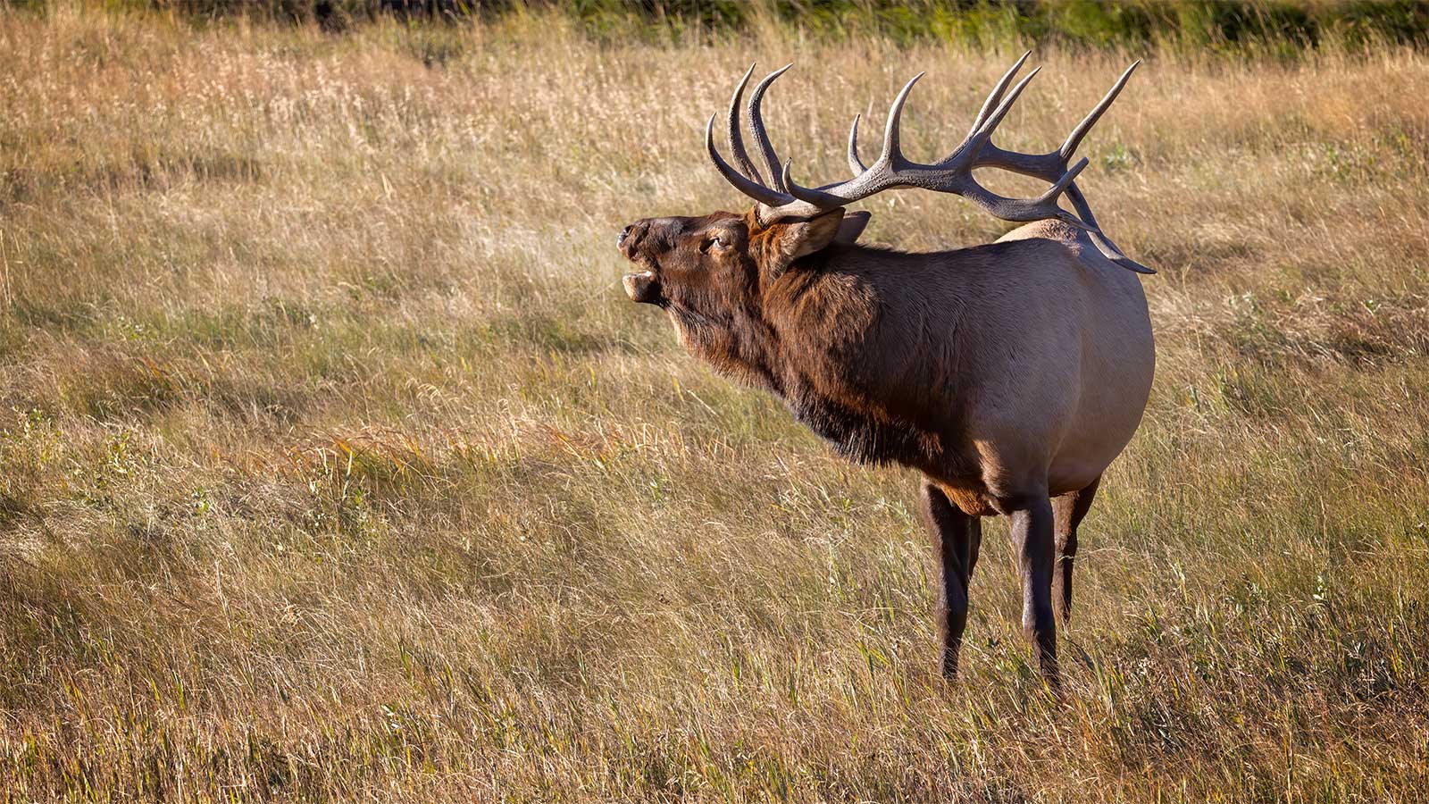 Elk Attack in Estes Park