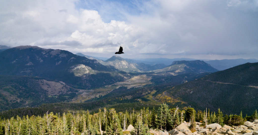Subalpine Terrain in rocky mountain national Park. Crow flying above treeline