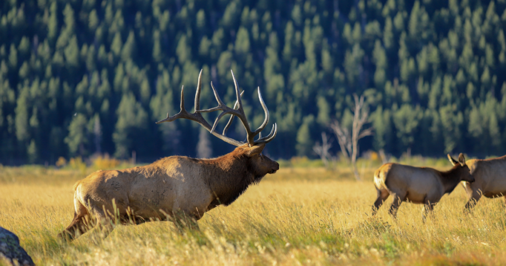 Bulk Elk in Beaver Meadows