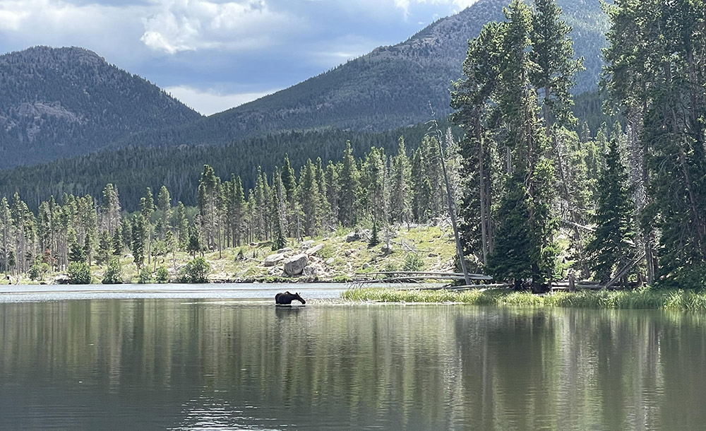Moose drinking in the lake
