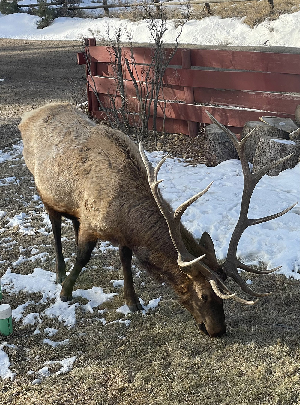 Where To See Elk In Estes Park