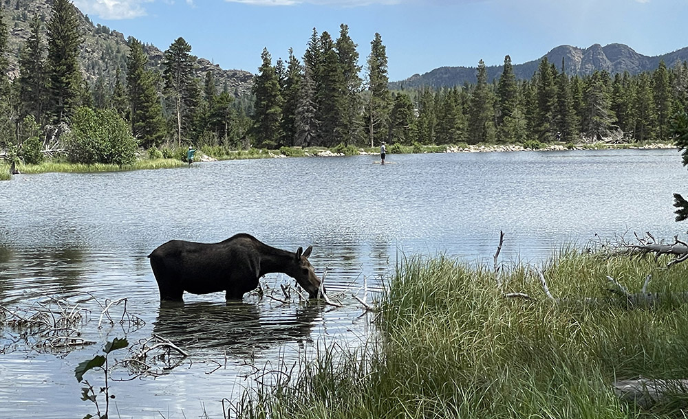 Featured Image of Where To See Moose in Estes Park